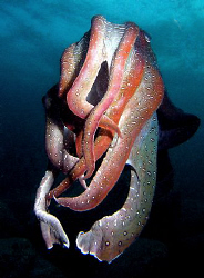 Giant cuttle, Kurnell by Doug Anderson 